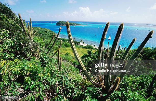 cacti on petit rameau. - tobago cays stock pictures, royalty-free photos & images