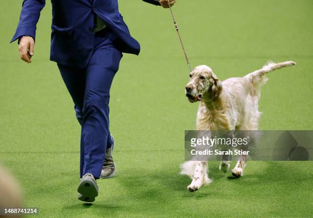 Cider the English Setter, winner of the Sporting Group, competes for Best in Show at the 147th Annual Westminster Kennel Club Dog Show Presented by...