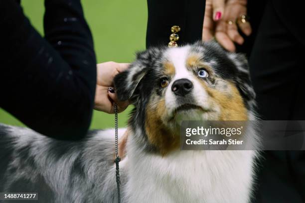 Ribbon, the Australian Shepherd, winner of the Herding Group, competes for Best in Show at the 147th Annual Westminster Kennel Club Dog Show...