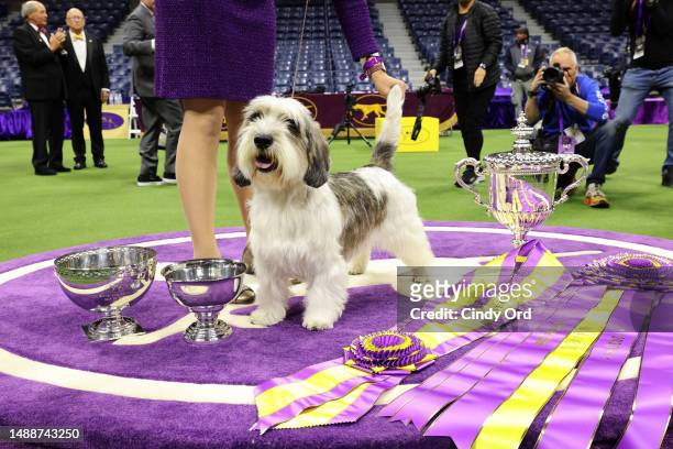 Buddy Holly, the Petit Basset Griffon Vendeen, winner of the Hound Group, wins Best in Show at the 147th Annual Westminster Kennel Club Dog Show...