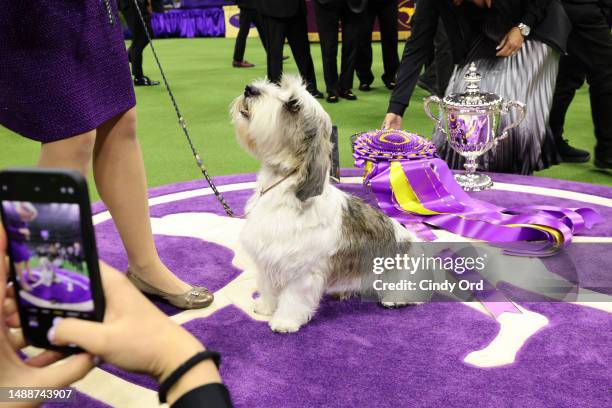 Buddy Holly, the Petit Basset Griffon Vendeen, winner of the Hound Group, wins Best in Show at the 147th Annual Westminster Kennel Club Dog Show...