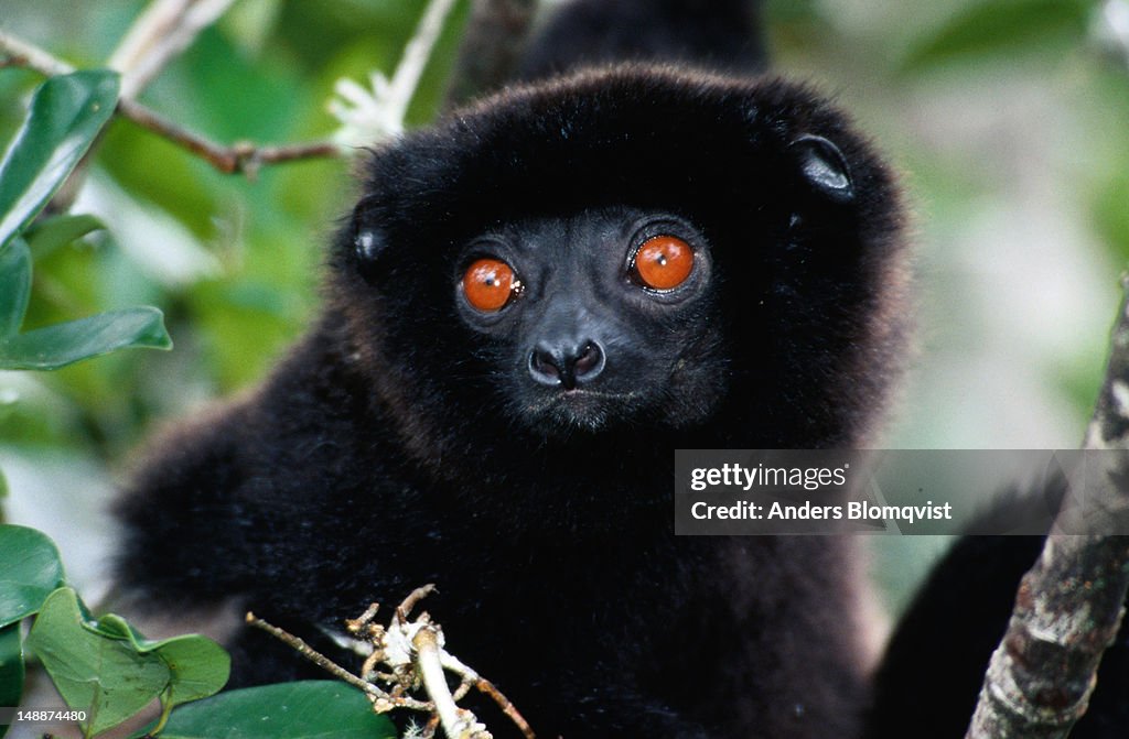 Milne Edwards sifaka (Propithecus diadema edwadsi) lemur.