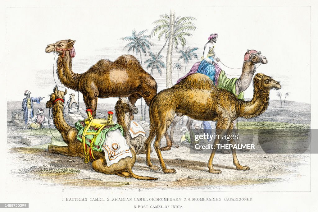 Bactrian Camel, Arabian Camel Or Dromedary illustration engraving 1840