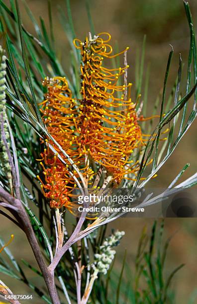 native wildflower : flame grevillea (grevillea       eriostachya ) - australian native flowers stock pictures, royalty-free photos & images