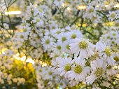 White beauty flowers