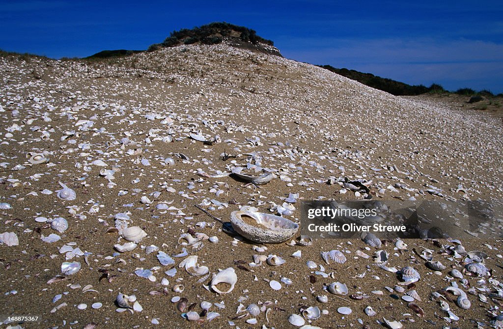 Midden Evidence Aboriginal Midden Site On The West Coast Of Tasmania A Midden Is A Site ...