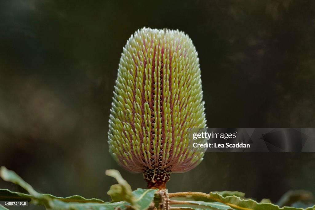 Banksia cone