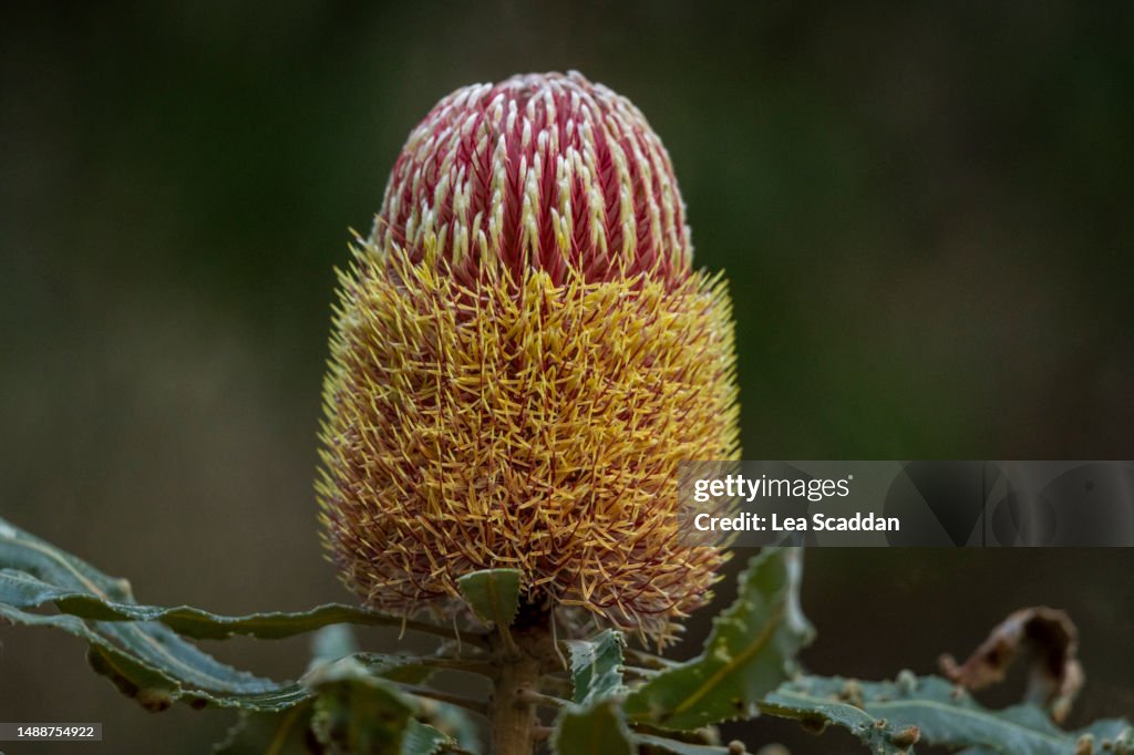 Banksia flower