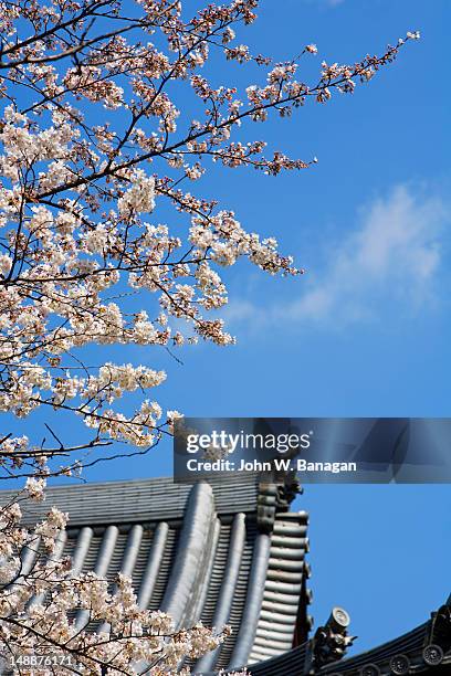 pagoda and cherry blossom, ueno park. - ueno park stock-fotos und bilder