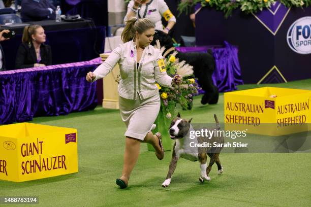 Trouble, the American Staffordshire Terrier, winner of the Terrier Group, competes for Best in Show at the 147th Annual Westminster Kennel Club Dog...