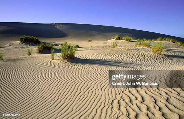 sand dunes of the little sahara desert on kangaroo island - kangaroo island stock pictures, royalty-free photos & images