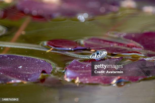 ringsnake in pond - water snake stock pictures, royalty-free photos & images