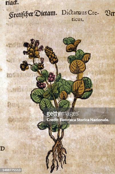 Dittany of Crete , handcolored 16th century woodblock from 'Kreutterbuch dess hochgeleherten unnd weitberuehmten herrn ' by Pietro Andrea Mattioli ....