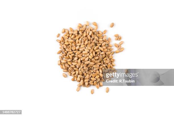 spelt grain dinkel wheat isolated on white background - spelt stock pictures, royalty-free photos & images