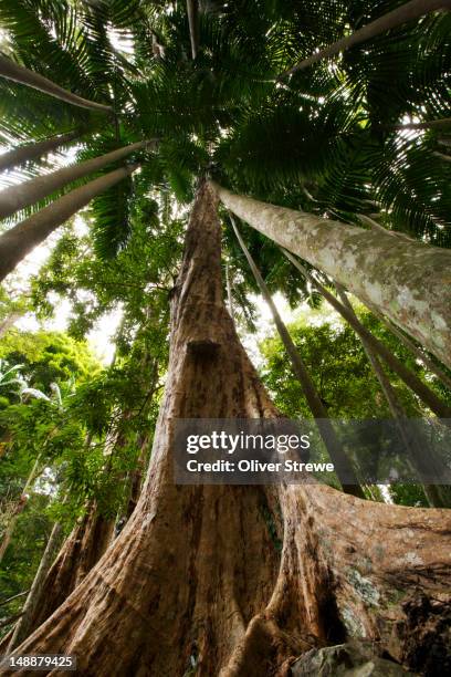 Butressed Trees 3,143 Buttress Tree Stock Photos, High-Res Pictures, and Images - Getty ...