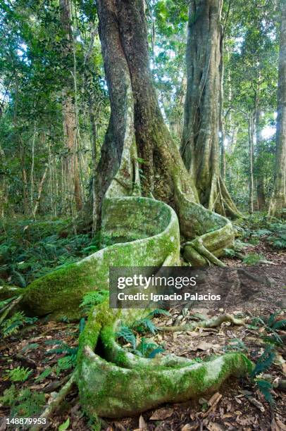 Python Rock Lookout 221 Australian Tree Snake Stock Photos, High-Res Pictures, and Images ...