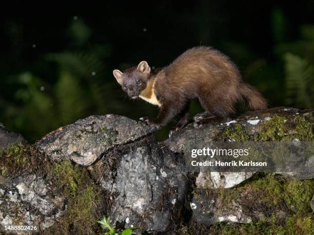 european pine marten (martes martes) on a stone wall at night - martes stock-fotos und bilder