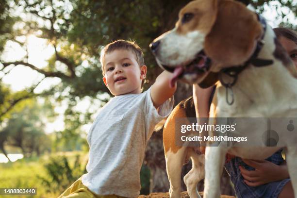 little boy embrace his dog in nature - beagle stock pictures, royalty-free photos & images