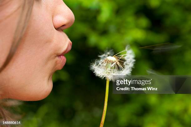 girl blowing dandelion seeds. - mouth freshness stock pictures, royalty-free photos & images