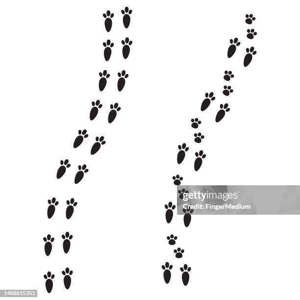 ilustraciones, imágenes clip art, dibujos animados e iconos de stock de conjunto vectorial de huellas de liebre - pata de animal pie