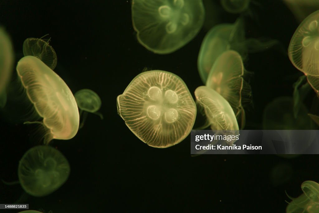 Beautiful Jellyfish with neon glow light effect in public aquarium with dark background. Abstract background or sea creatures macro photo concept.