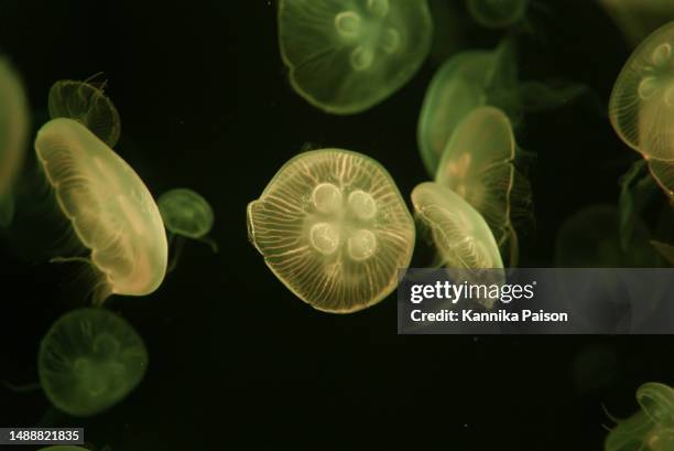 beautiful jellyfish with neon glow light effect in public aquarium with dark background. abstract background or sea creatures macro photo concept. - portrait dark background stock pictures, royalty-free photos & images