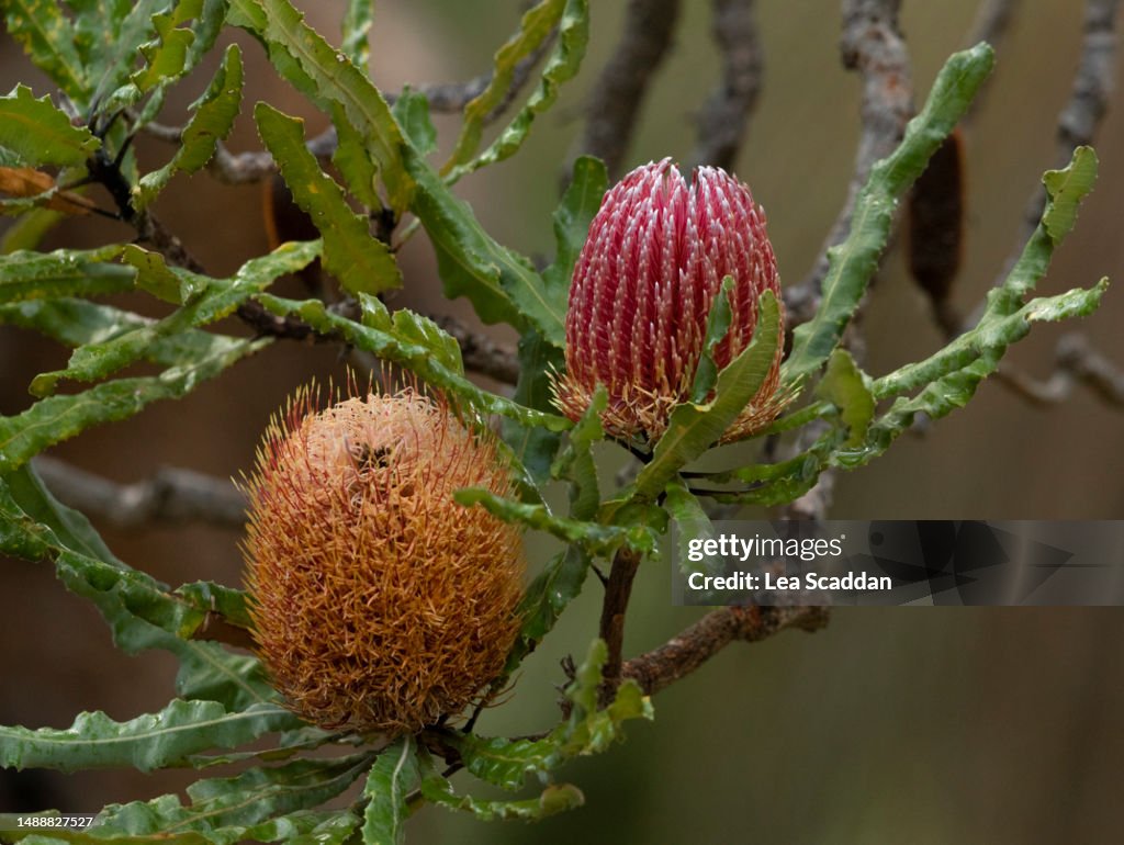Banksia flower