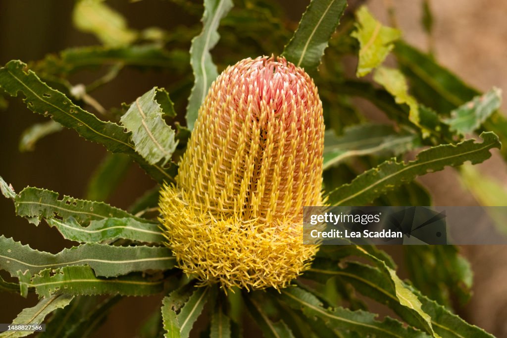 Banksia flower