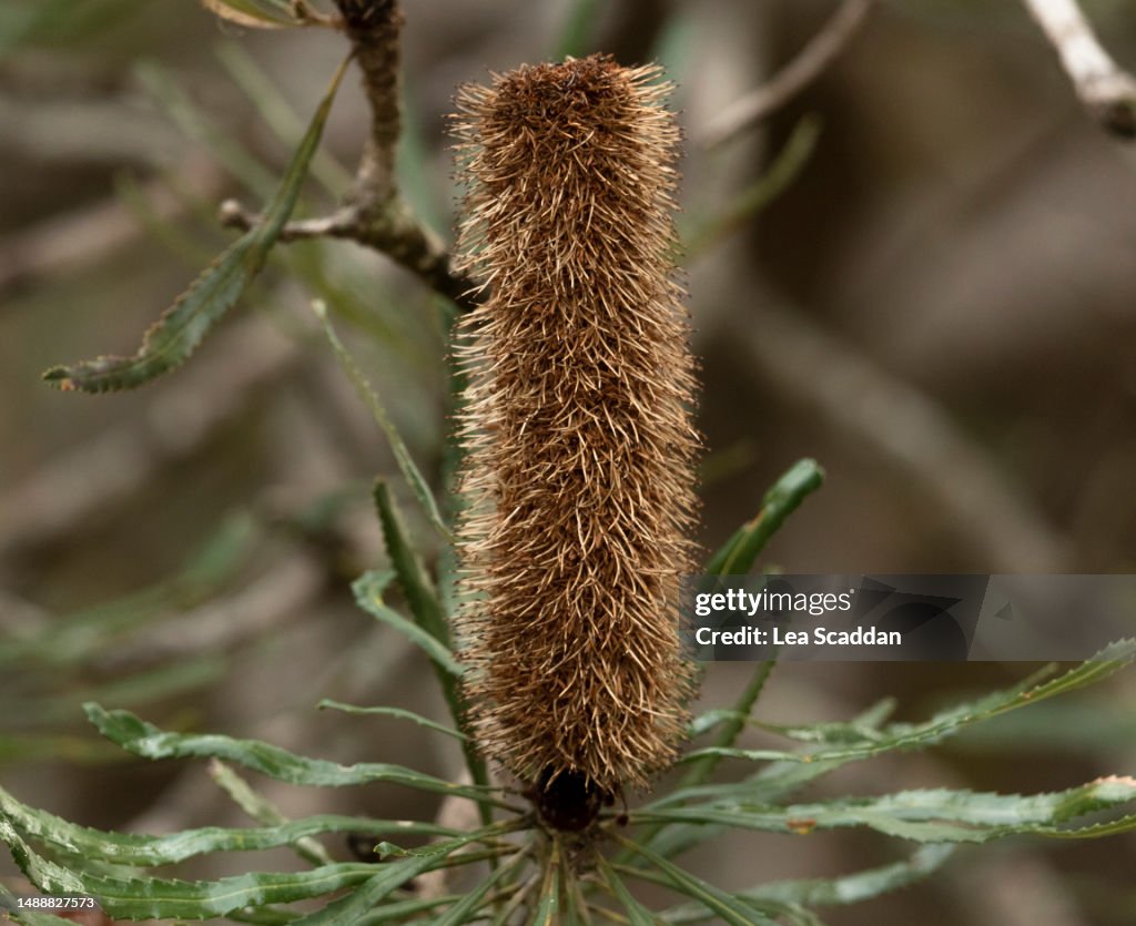 Banksia