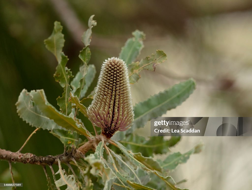 Banksia flower