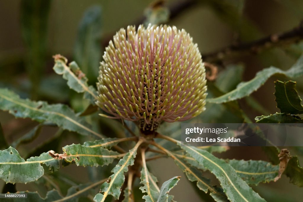 Banksia flower