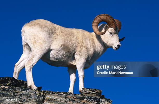 dall sheep (ovis dalli) ram. - weißes dickhornschaf stock-fotos und bilder