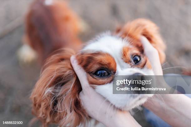 high angle close-up view of spaniel head held by woman hands standing on sandy beach during daytime - cavalier king charles spaniel stock pictures, royalty-free photos & images