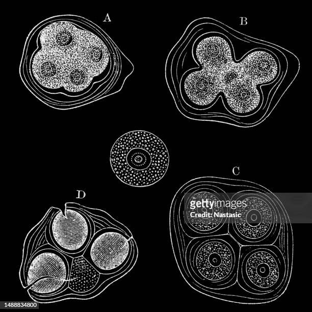 entwicklung der pollenkörner von althaea rosea - moschus kürbis stock-grafiken, -clipart, -cartoons und -symbole