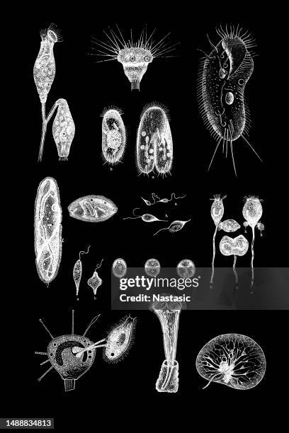 protozoa - ciliate stock illustrations