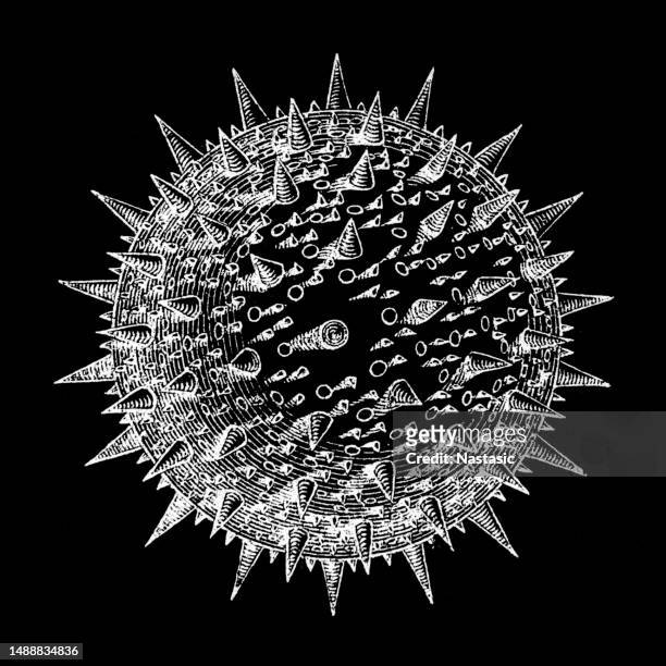 pollenkörner von althaea rosea - moschus kürbis stock-grafiken, -clipart, -cartoons und -symbole