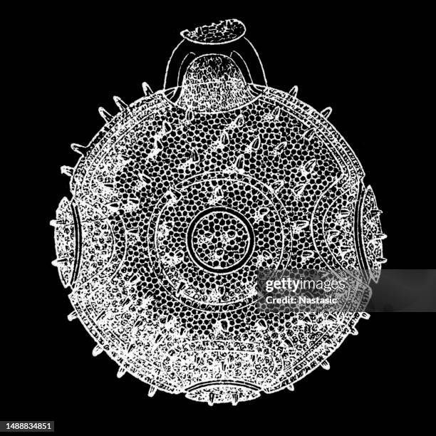 Cucurbita Pepo Commonly Referred To As Acorn Squash High-Res Vector Graphic