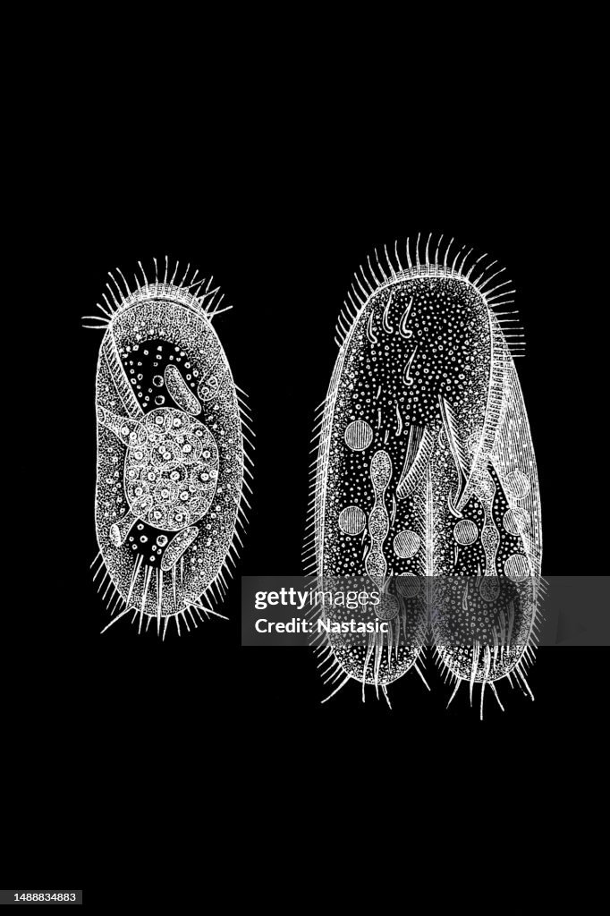 Protozoa