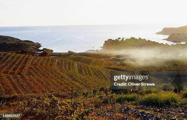vineyards near coast in banyuls appellation. - pirenéus orientais imagens e fotografias de stock