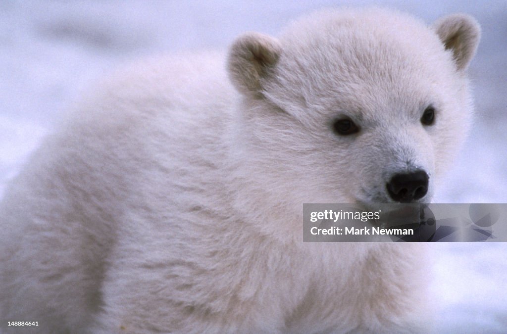 Polar Bear cub (Ursus maritimus)
