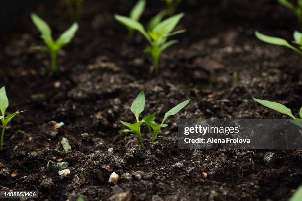 sweet pepper plant - tomato plant stock-fotos und bilder