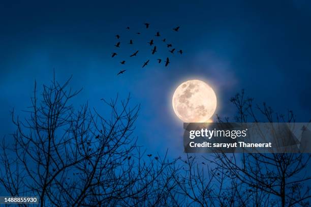 full moon night and branches in the foreground on halloween night. - cemetery stock-fotos und bilder