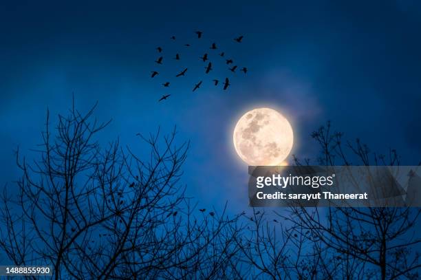 full moon night and branches in the foreground on halloween night. - halloween scary stockfoto's en -beelden