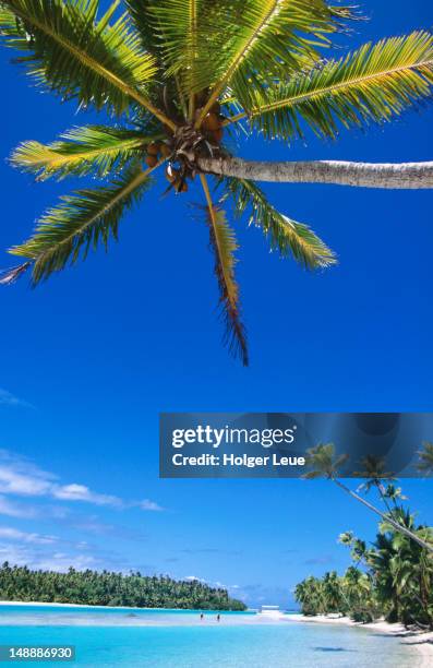 coconut trees on beach. - cook islands stock pictures, royalty-free photos & images