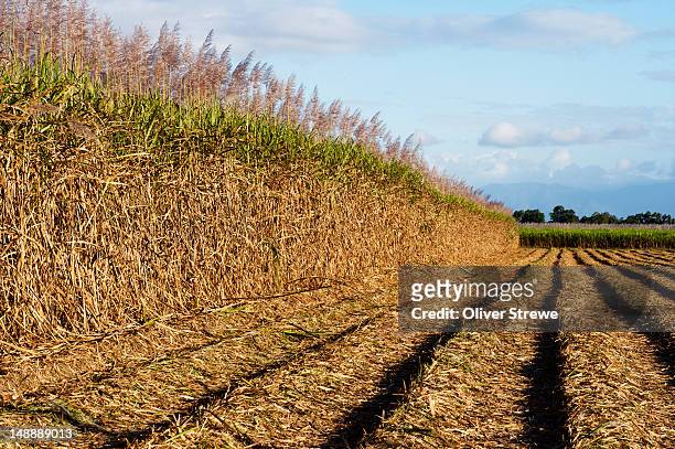 sugarcane fields. - sugar cane field stock pictures, royalty-free photos & images