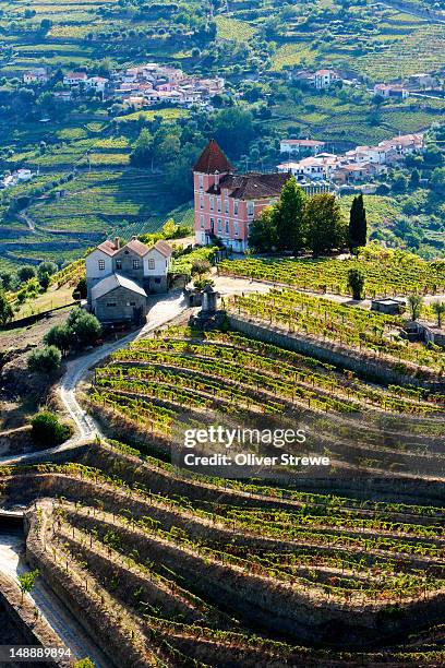 terraced vineyards of douro river valley. - douro river bildbanksfoton och bilder