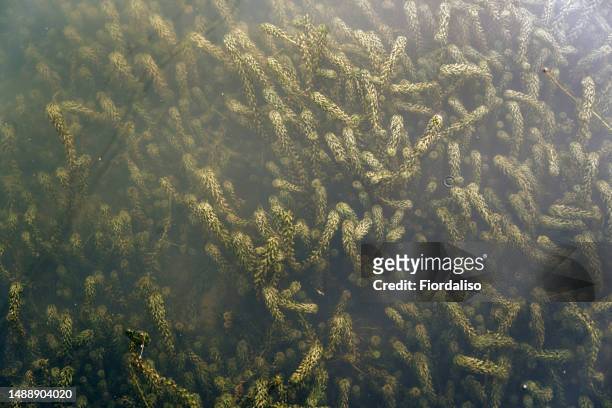 top view of plants growing underwater in a pond. underwater world, microorganisms, natural beauty. background with place for text - undersea river stock pictures, royalty-free photos & images