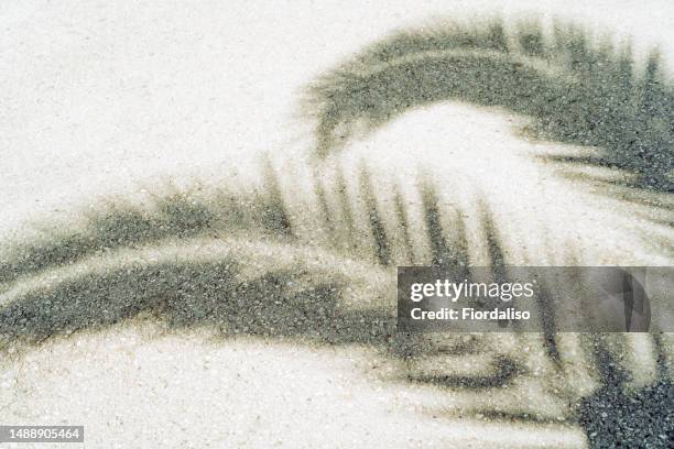 the shadow from the leaves of a palm tree falling on the asphalt at noon. background without people - palmen schatten stock-fotos und bilder