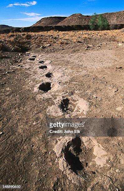 dinosaur tracks, black mesa. - dinosaur tracks stock pictures, royalty-free photos & images