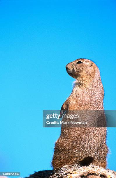 black-tailed prairie-dog (cynomys ludovicianus), arizona-sonora desert museum. - arizona sonora desert museum stock pictures, royalty-free photos & images